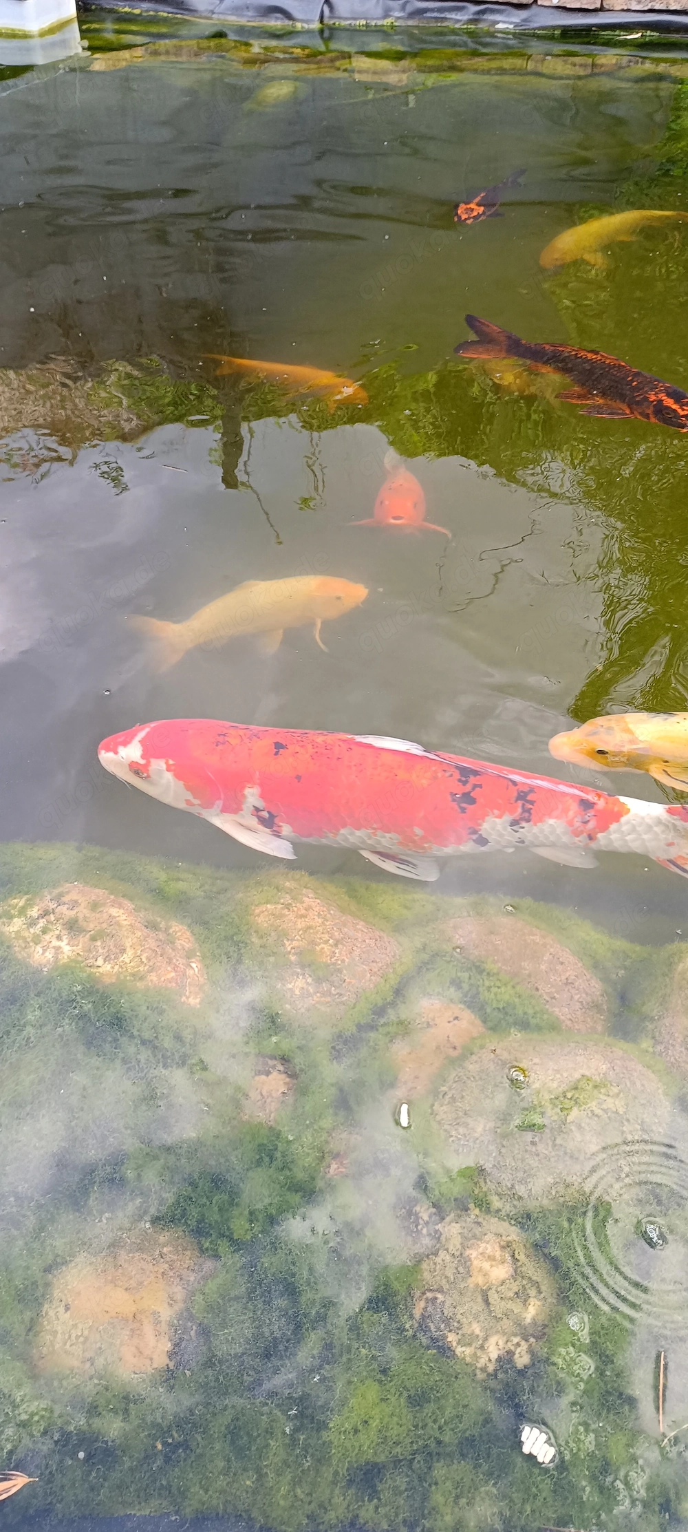 Koi zuverkaufen 