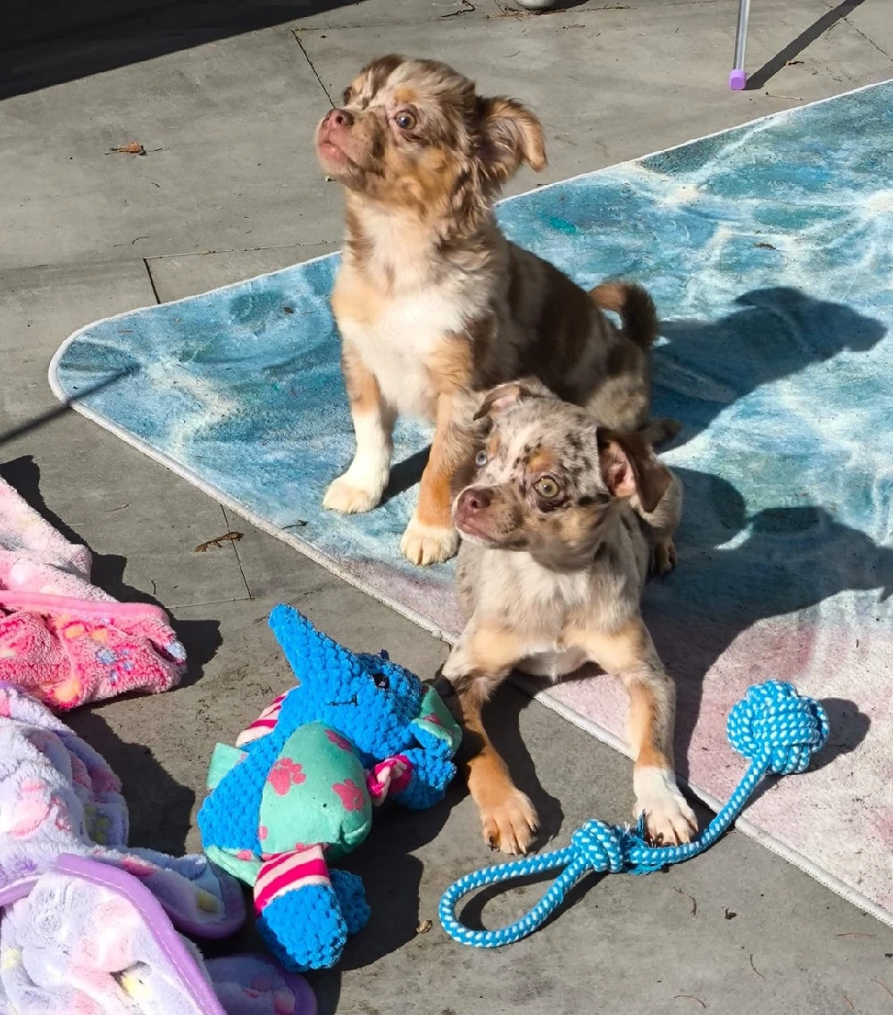 Pinscher Chihuahua Mix welpen abzugeben