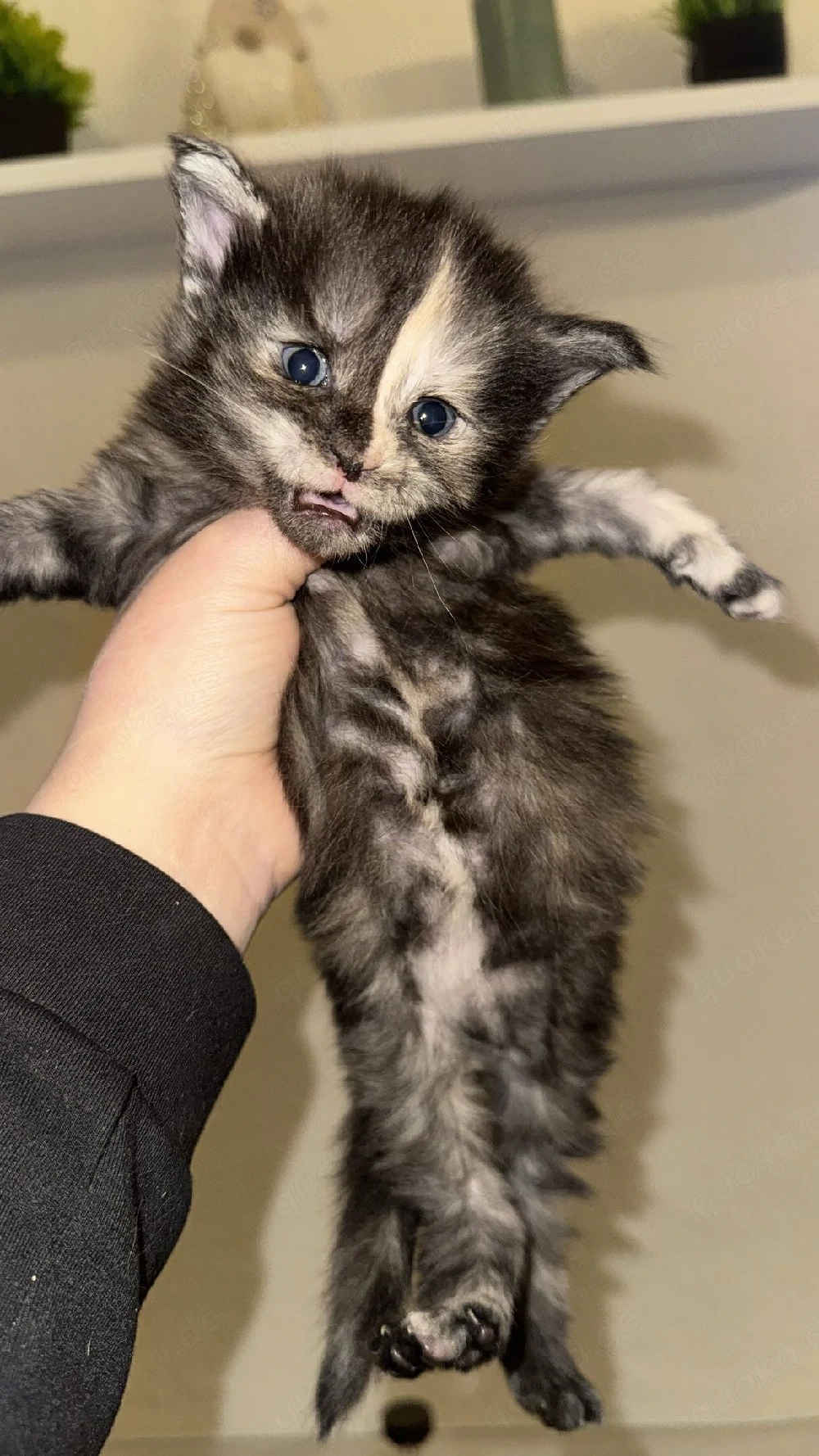 Main Coon kitten
