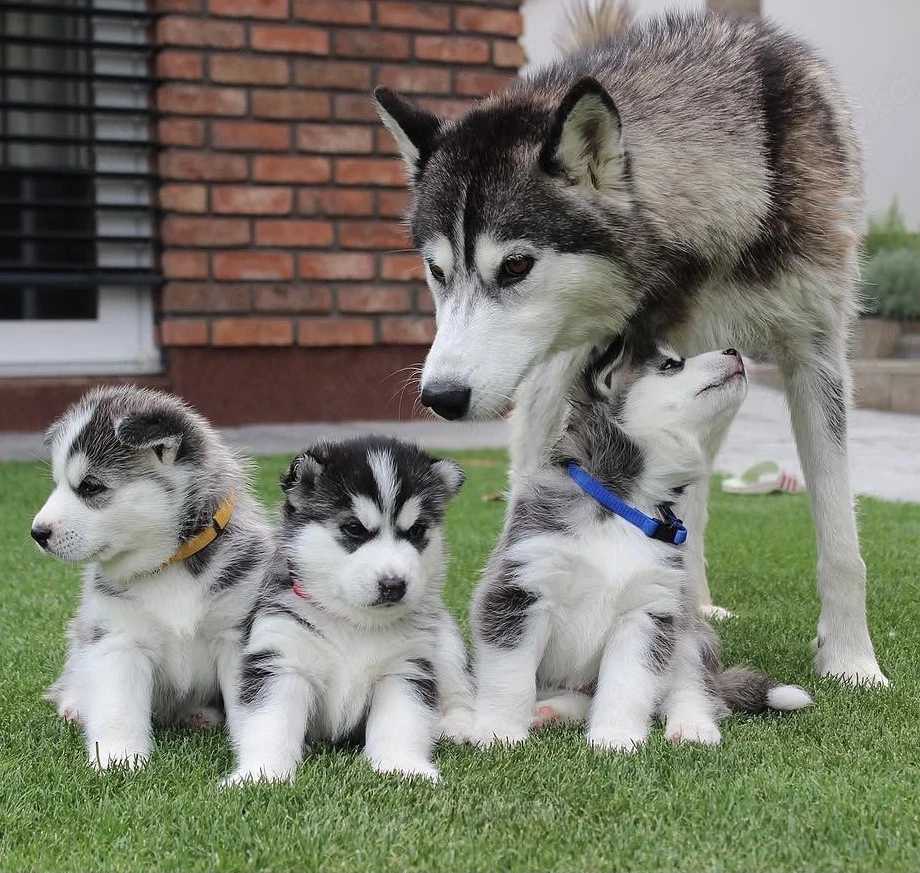 Siberian Husky Welpen 