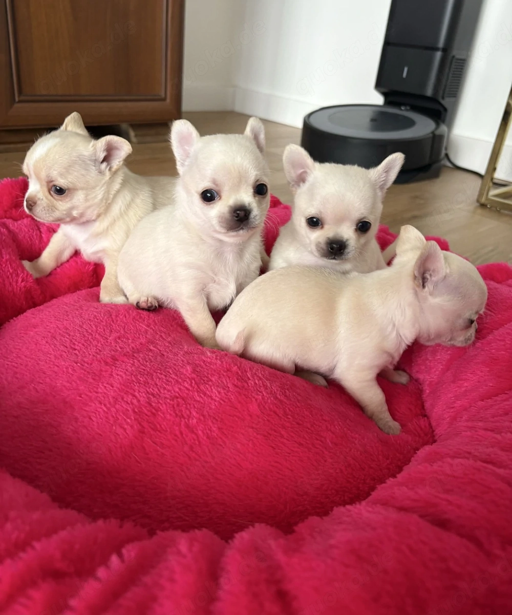 Chihuahua-Welpen Reinrassig Mit Ahnentafel