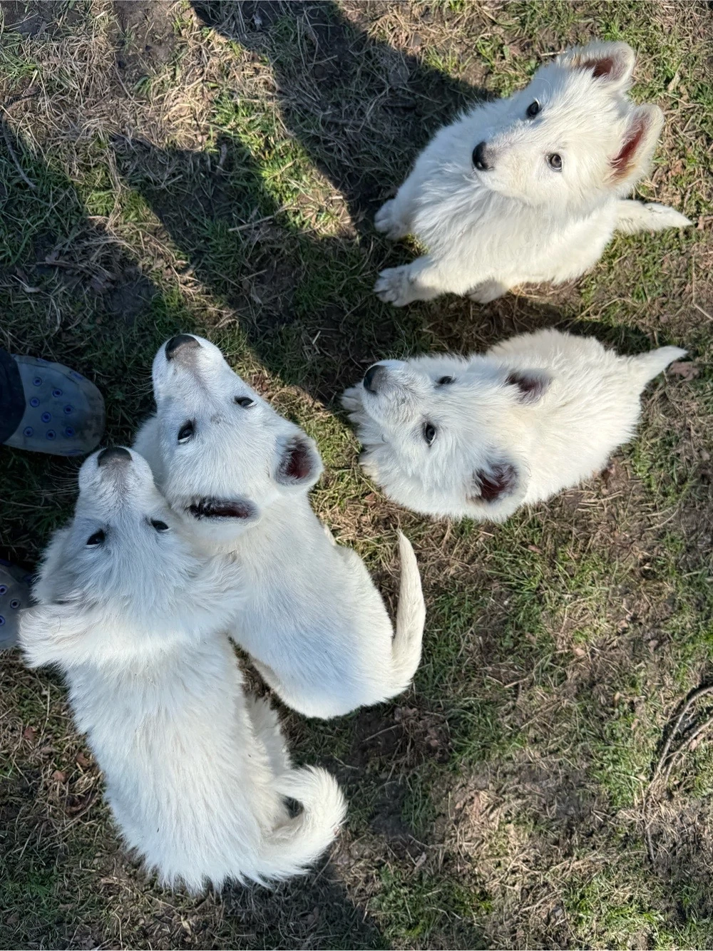 Welpen weißer Schweizer Schäferhunde