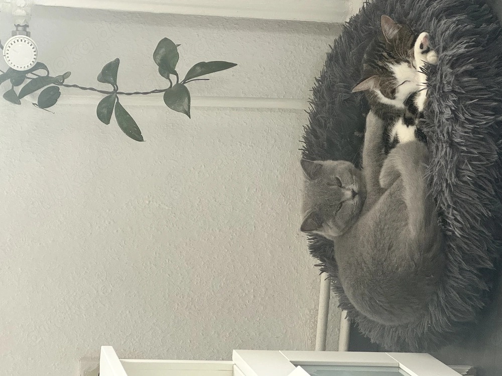     Zwei junge Katzen abzugeben   verspielt & stubenrein (EKH BKH)