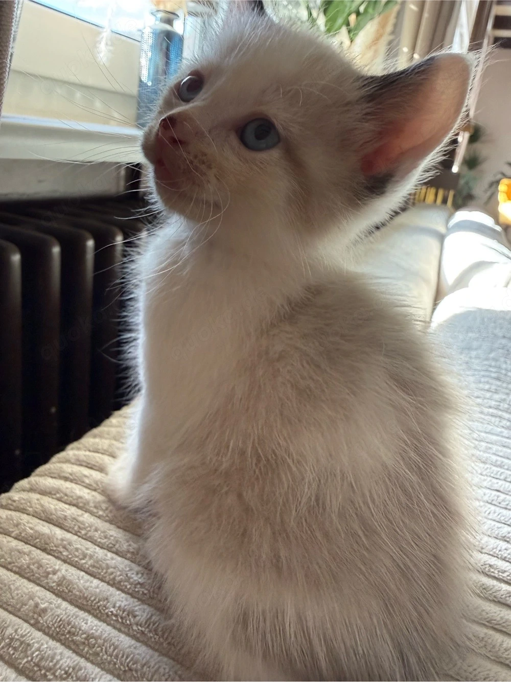 Ragdoll Snowshoe Weibchen ab Juni 