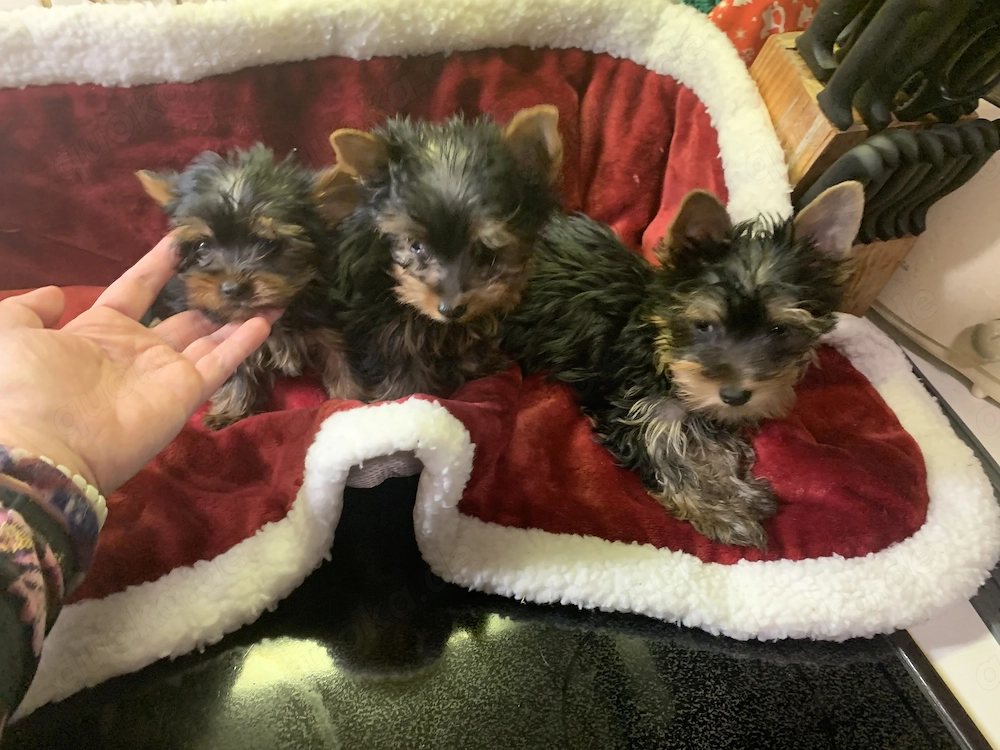 Yorkshire Terrier Welpen 