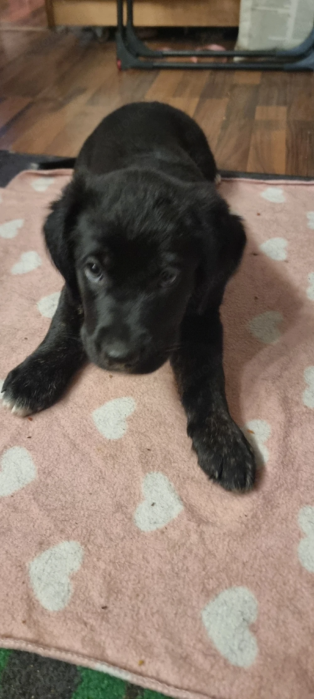 2 Süße Labrador Retriever Mix-welpen suchen ein Schönes Zuhause.