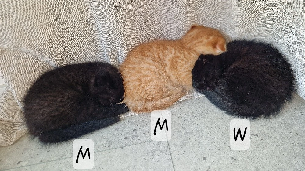 3 süße bkh mix kitten