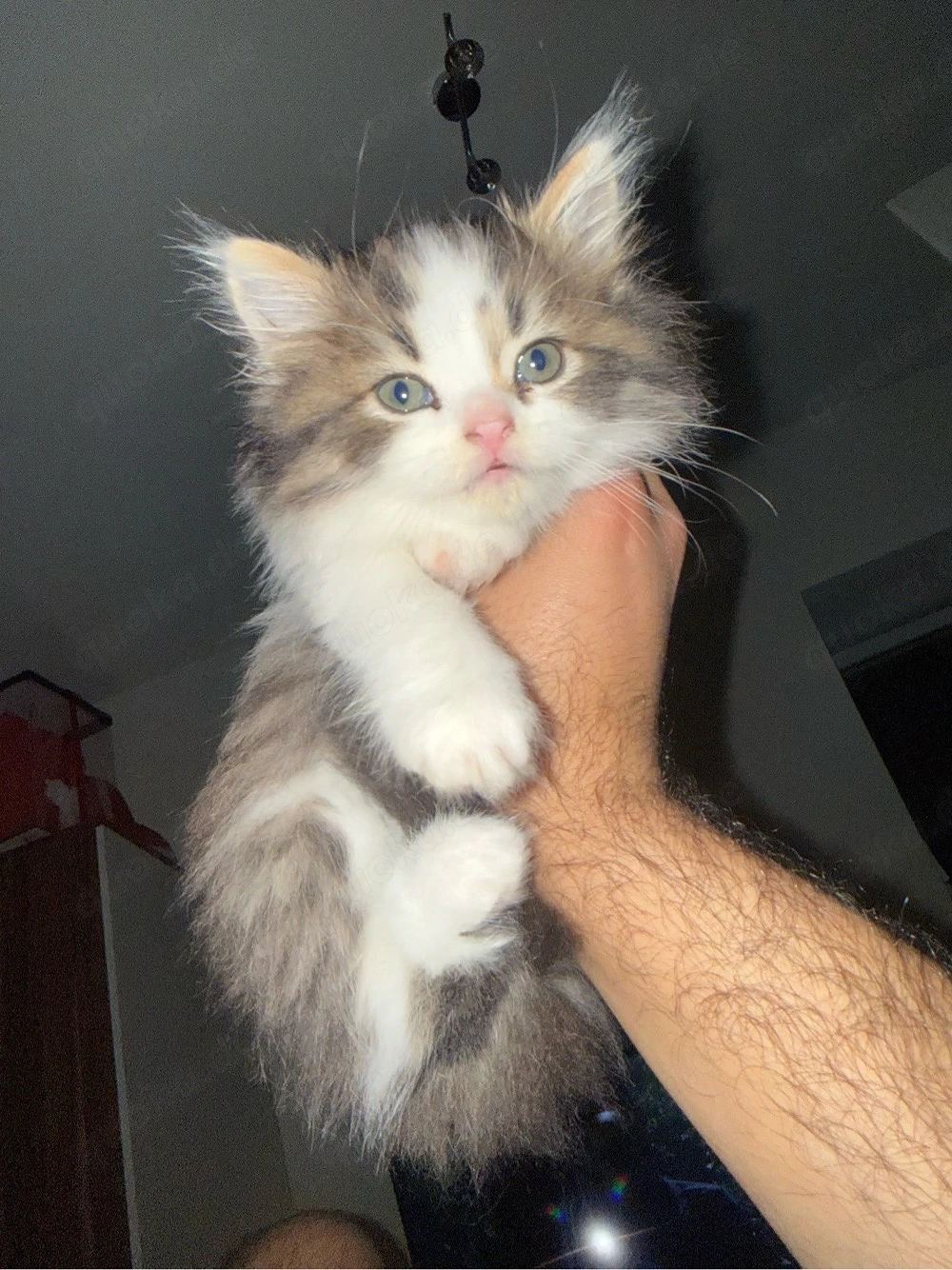baby katze 