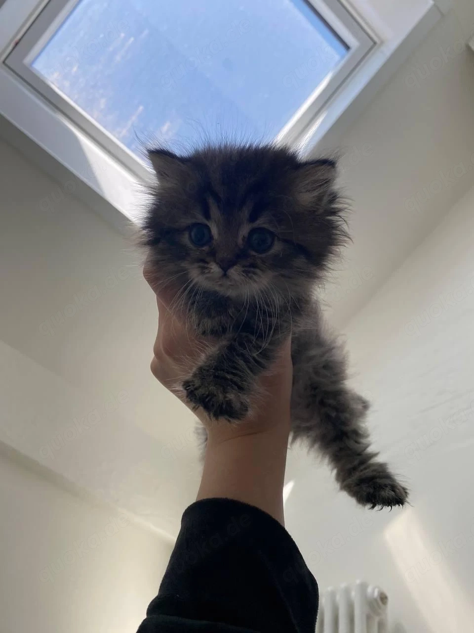 baby katze 