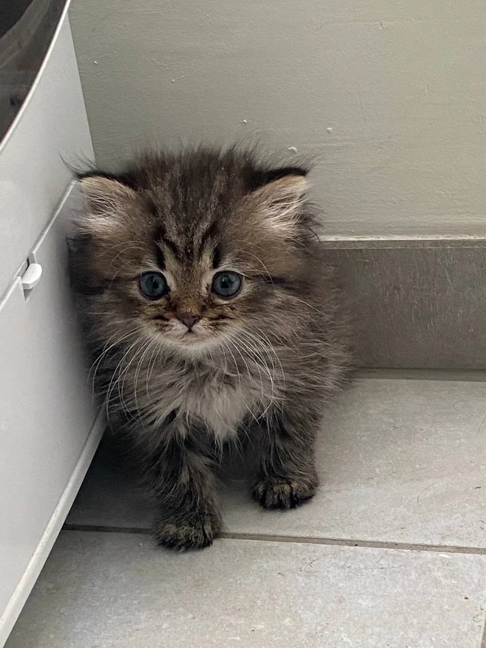 baby katze 