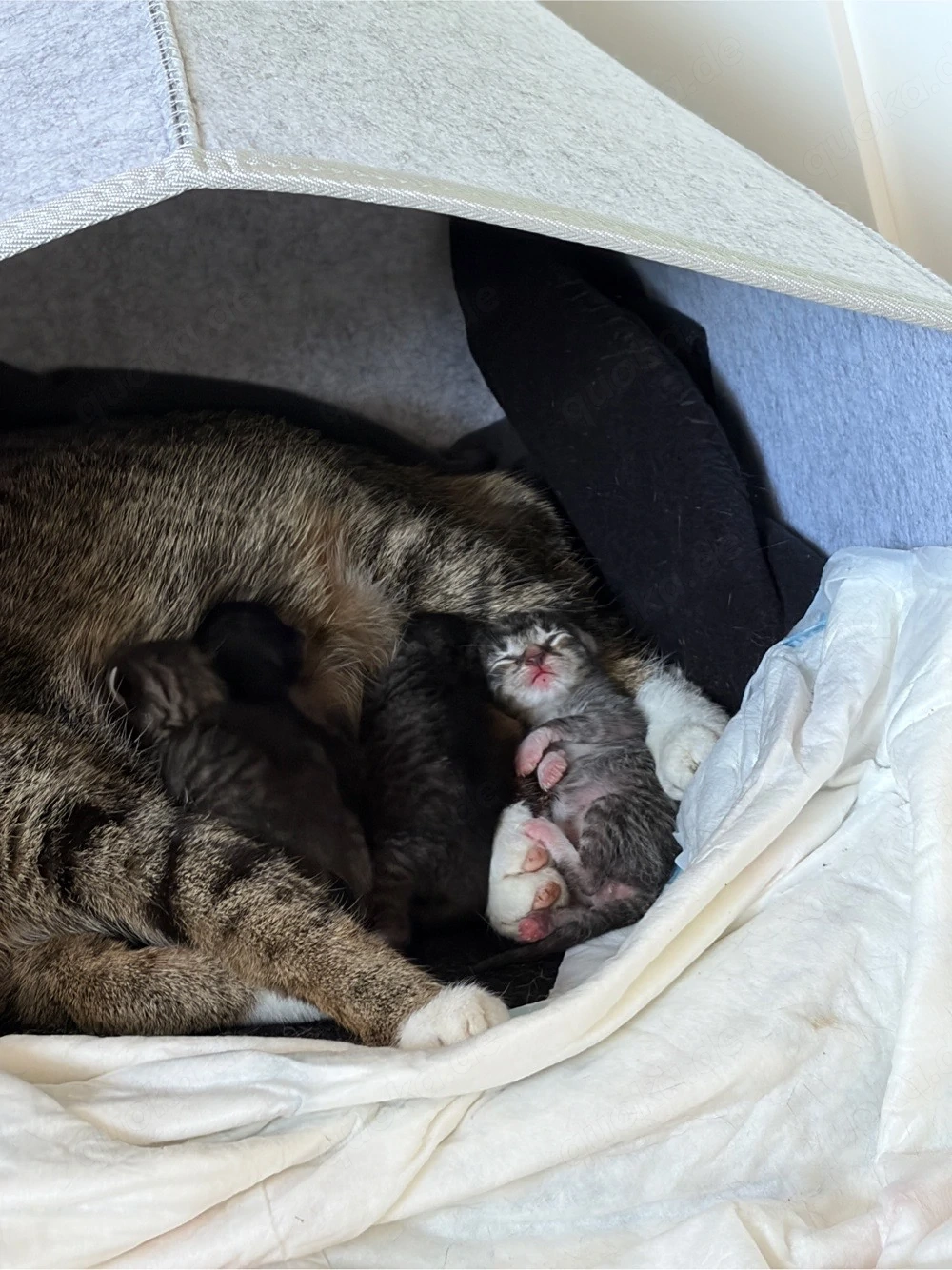 Süße Katzenbabys suchen ein liebevolles Zuhause   