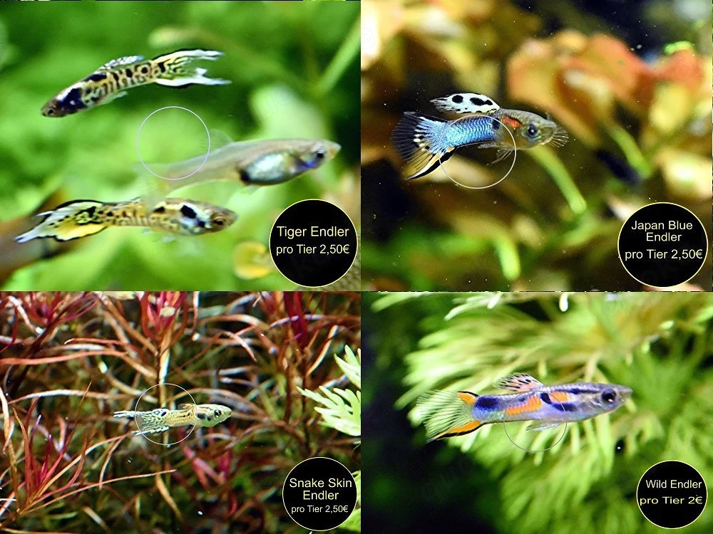 Endler, Guppy, Tiger, Japan Blue, Snake Skin, Wild