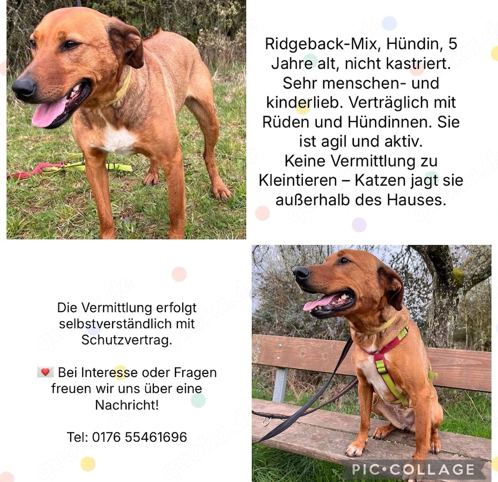 Rhodesian Ridgeback Mix Dame sucbt neues Zuhause 