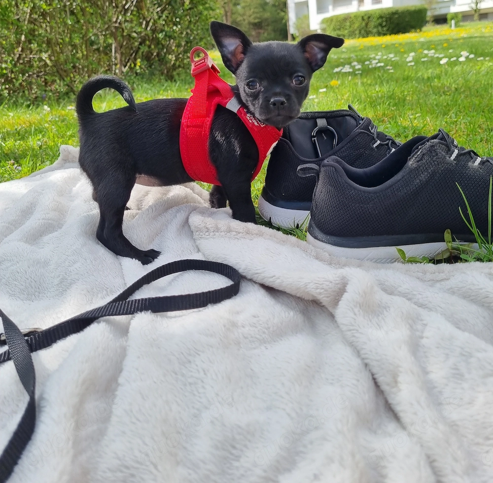 Chihuahua Welpe Weibchen 