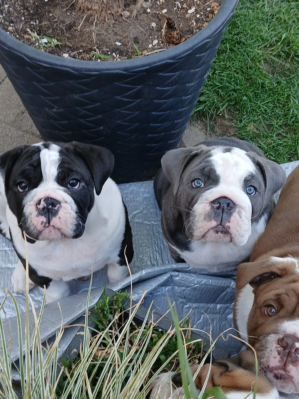 old english bulldog welpen 