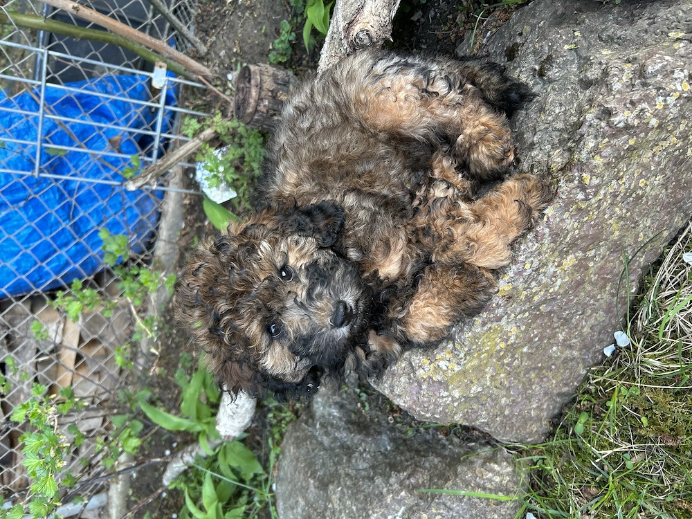 Zwergpudel Pudel Welpen 