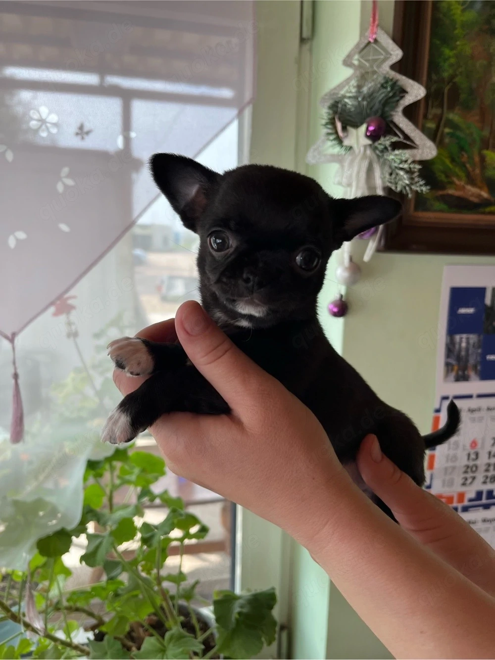 süße Chihua welpen