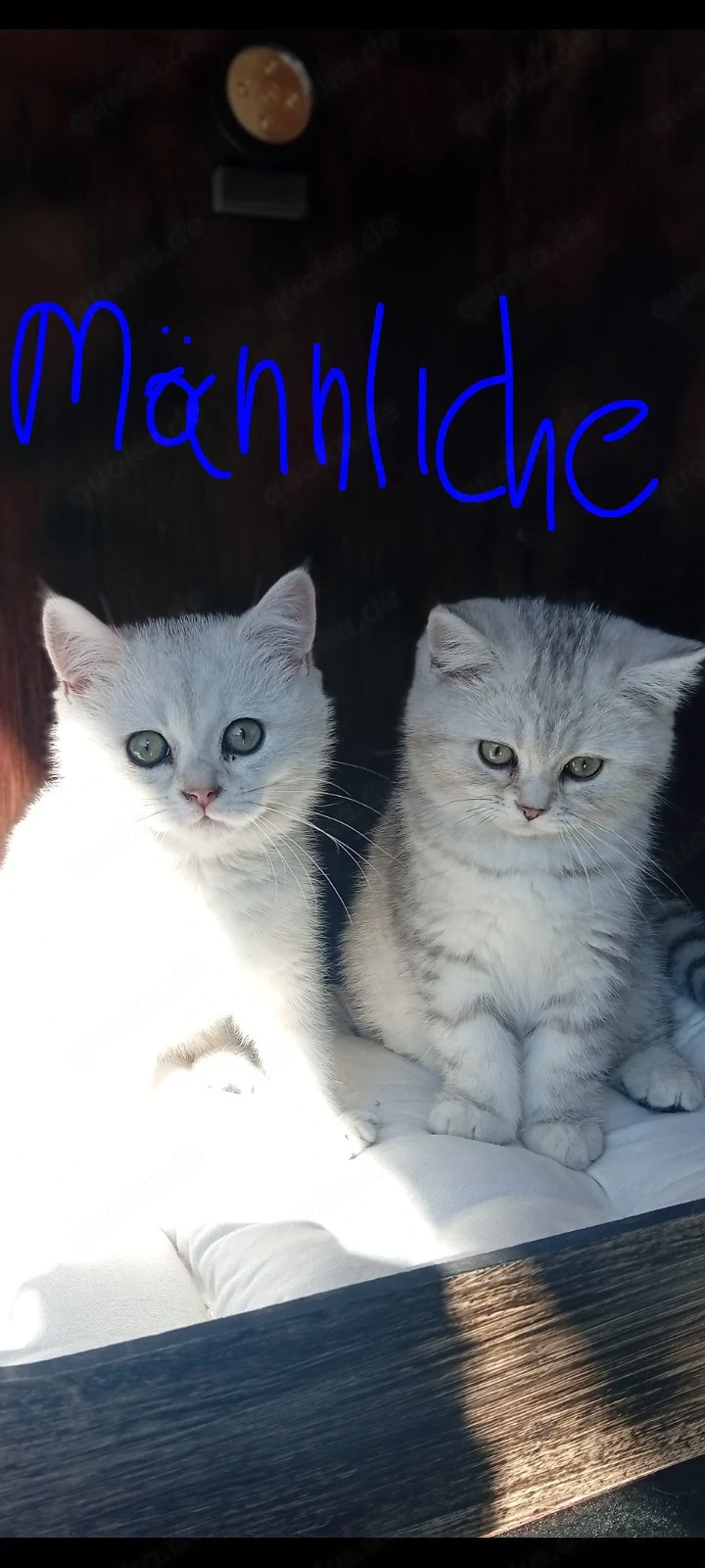 BKH Kitten Männliche 