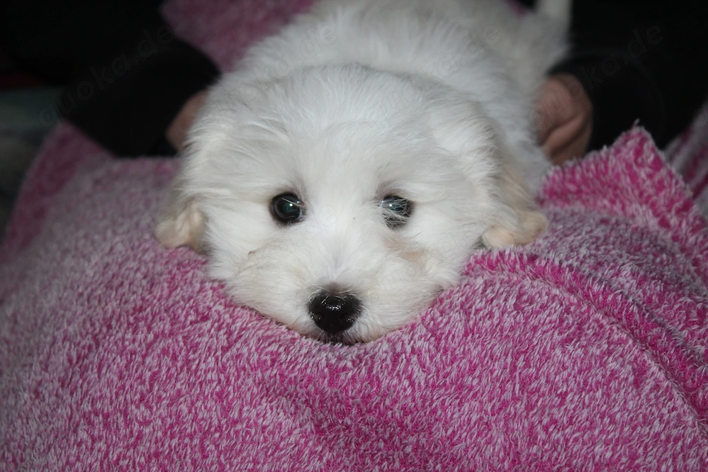 Havaneser welpen mit Ahnentafel 