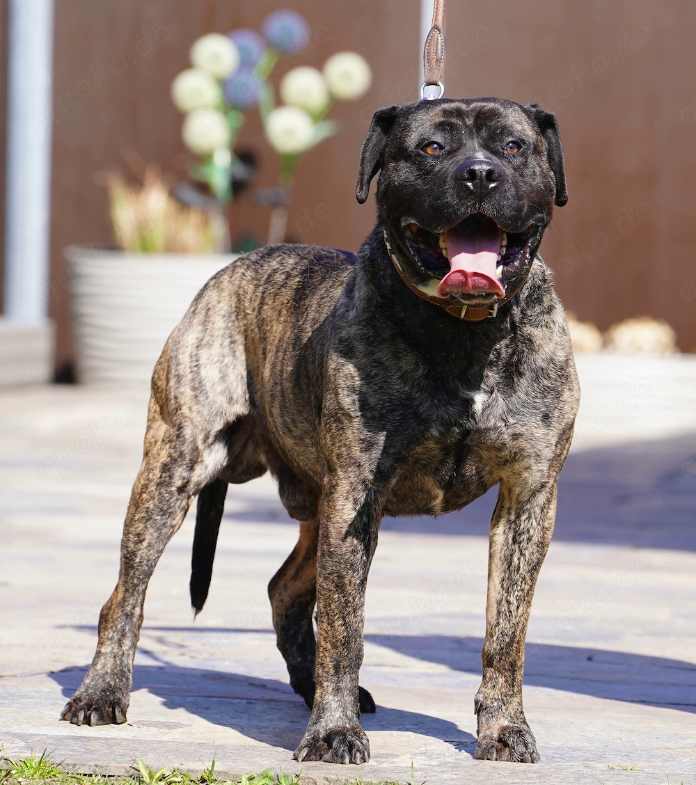 Presa Canario Rüde gegen Schutzgebühr abzugeben.