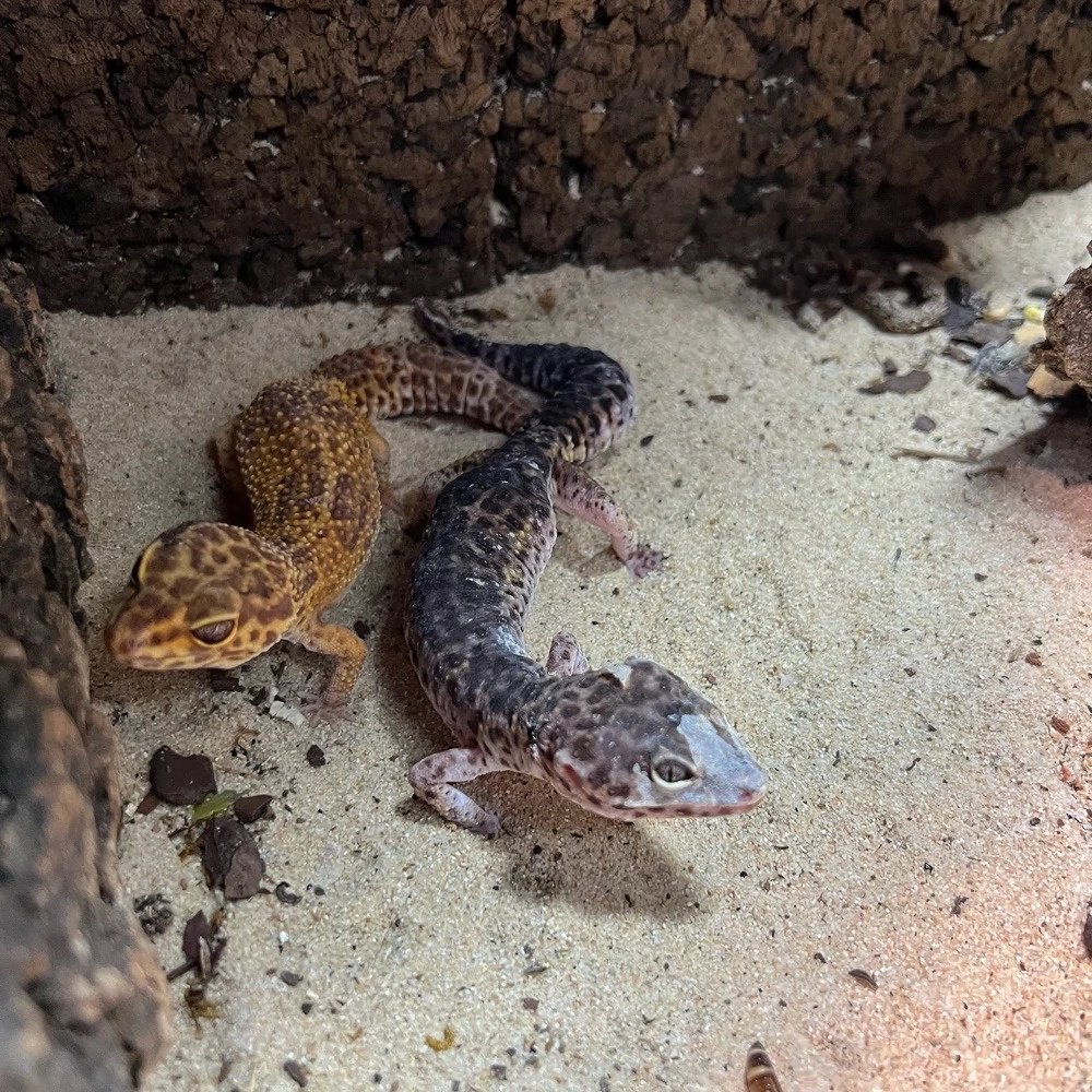 2 Leopardgeckos 