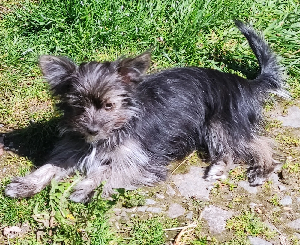 Chihuahua-Yorkimixwelpen suchen liebevolles Heim.