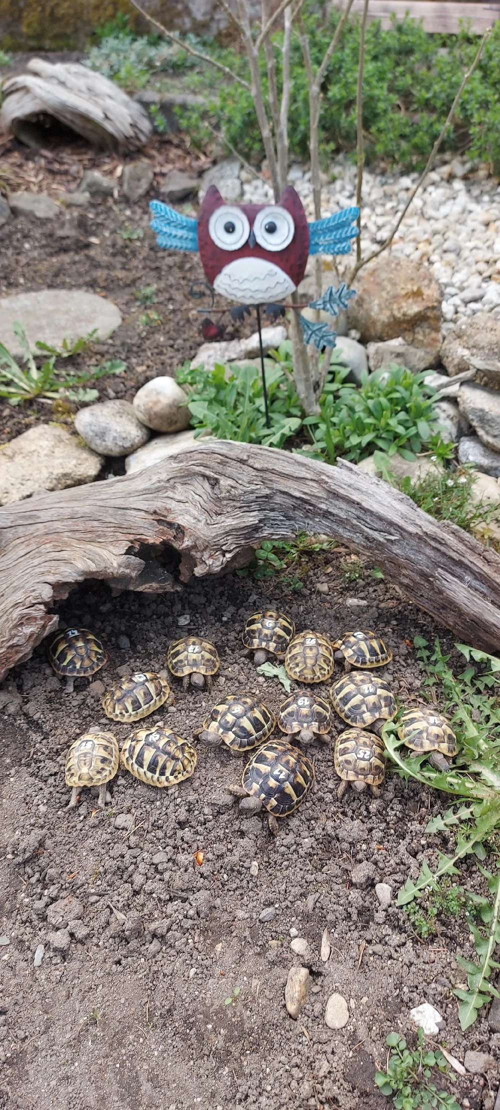 Griechische Landschildkröte NZ 2025 THB Testudo hermanni boettgeri