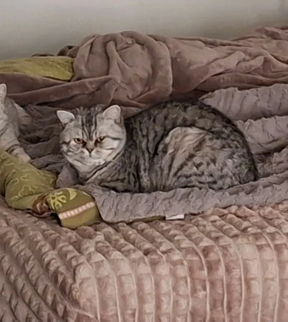 wunderschöner britischer Kater 