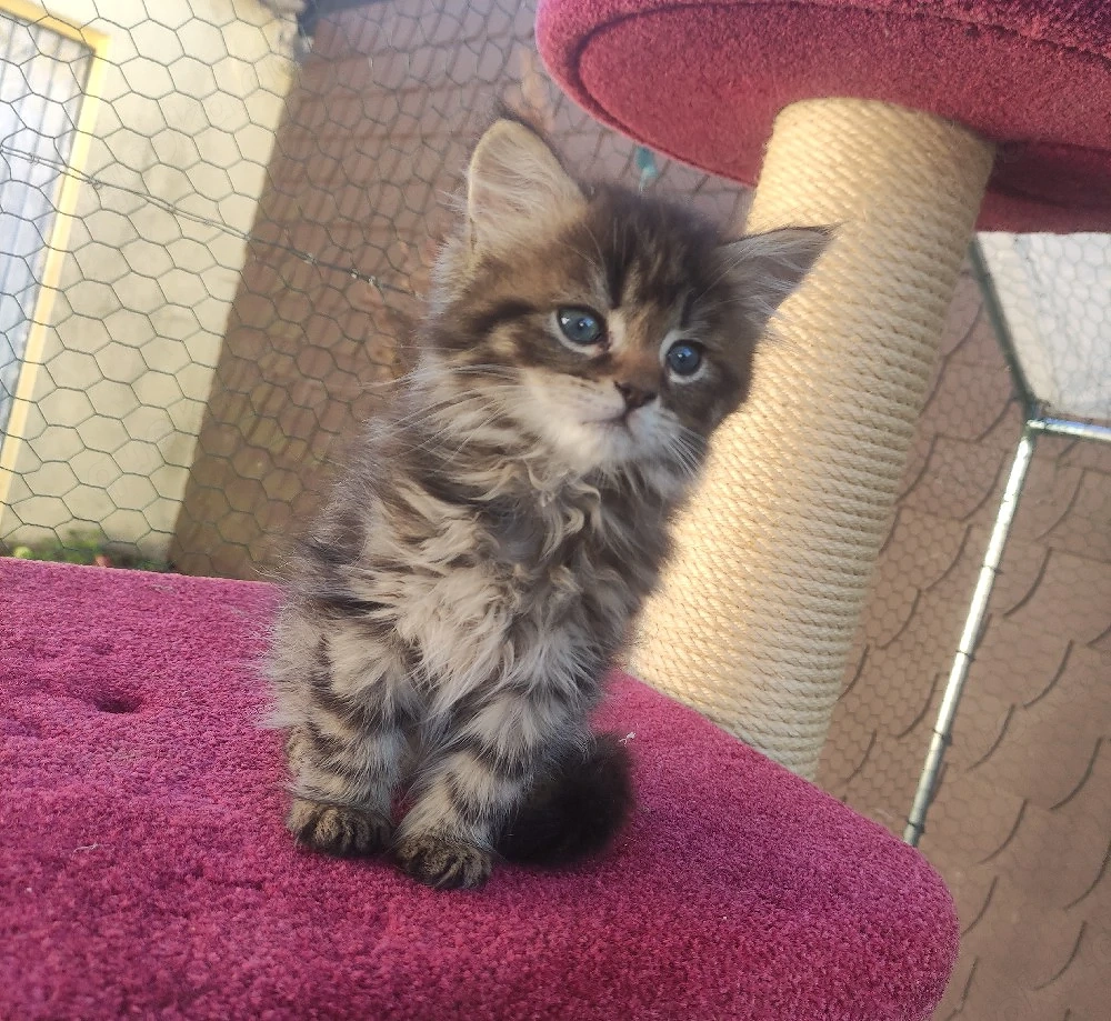 Langhaar Kitten Kater mit Zubehör 