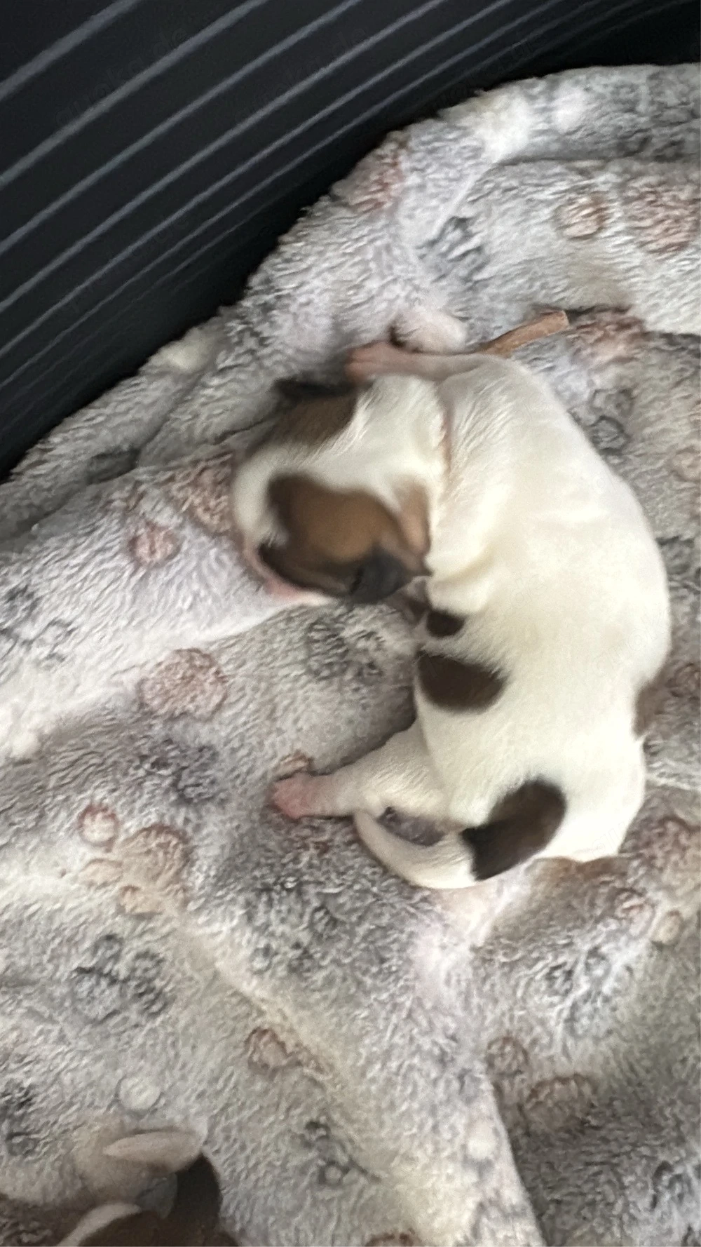 Shihtzu Hündin Reinrassig