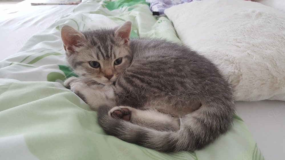 Kitten zu verkaufen