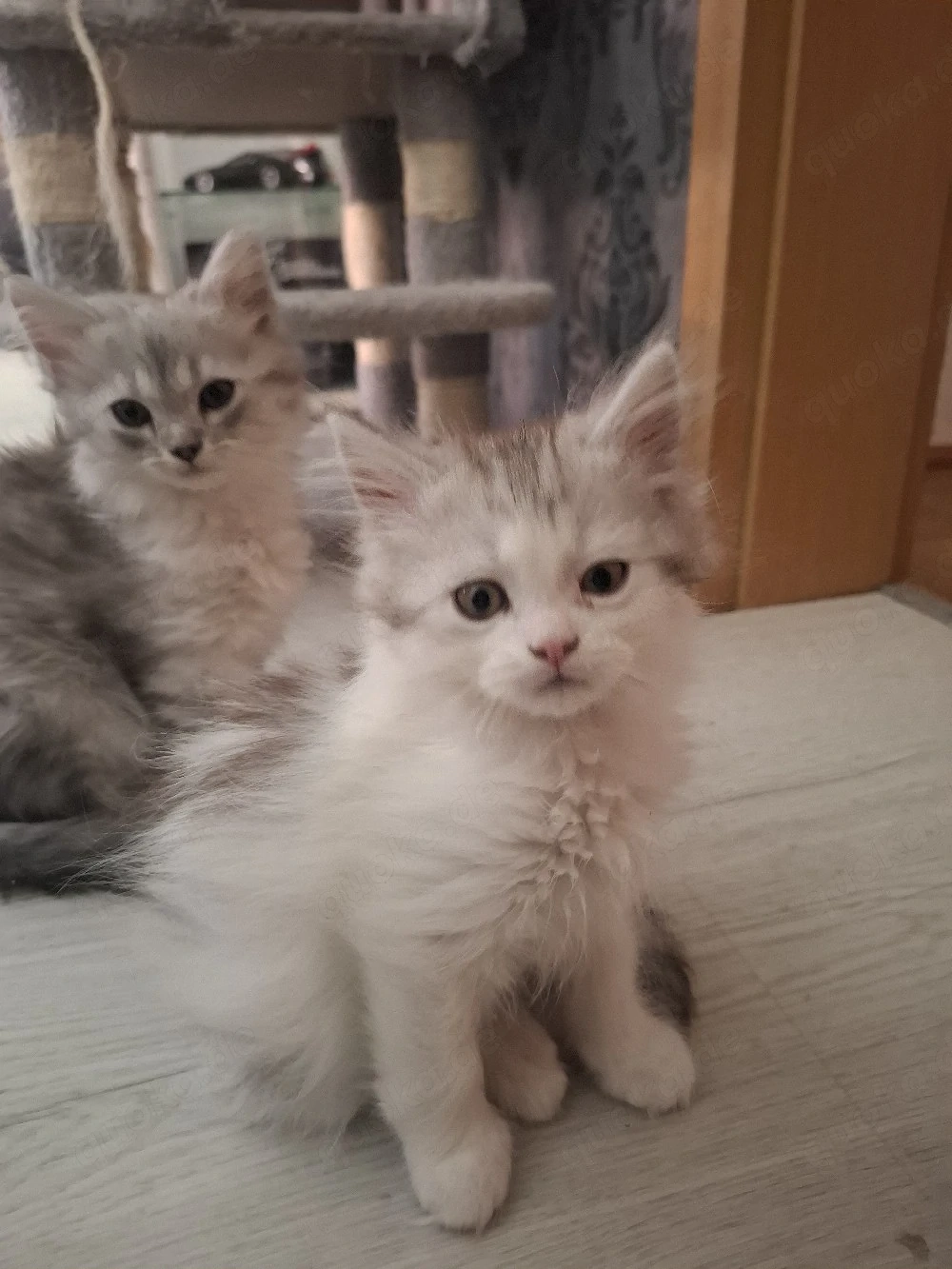Edelmix Kitten Maine Coon  Britisch Langhaar 