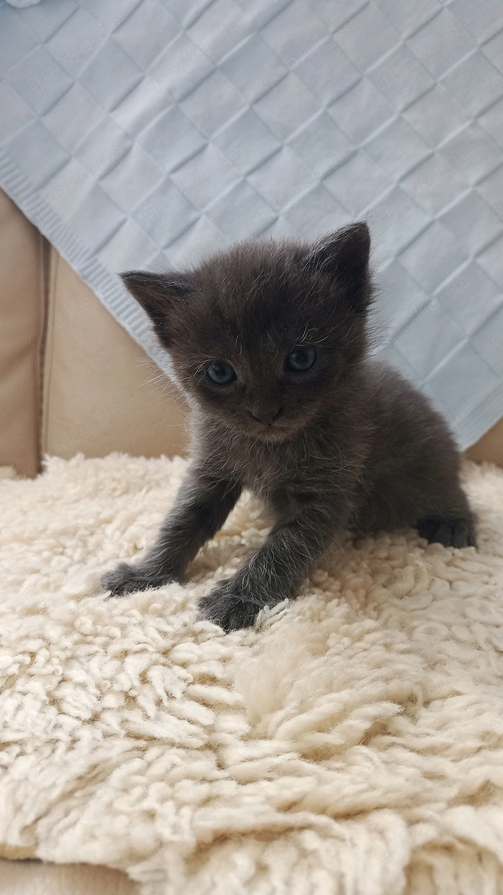 Schöner BKH Mischling -Kitten