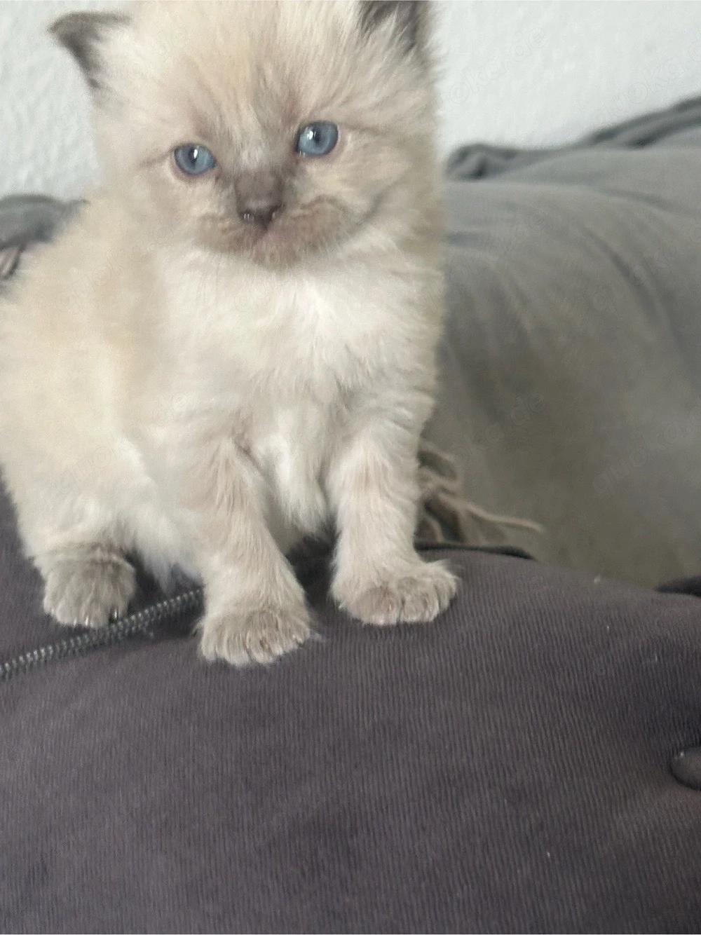 Ragdoll kitten 