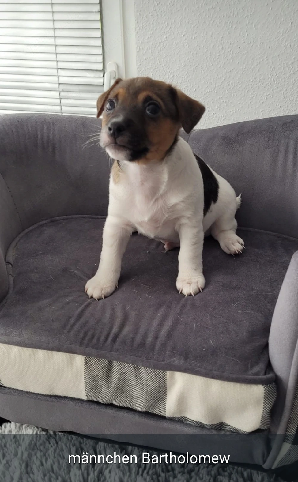 Jack Russell Terrier Welpen suchen ein liebevolles Zuhause ( 3 von uns suchen noch) 