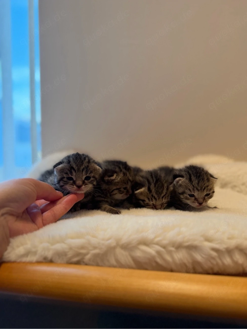 Vier süße BKH Mix Kitten suchen ein liebevolles Zuhause