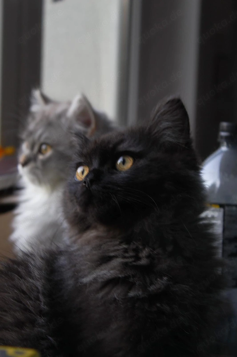 2 Sibirische Waldkatze Katze