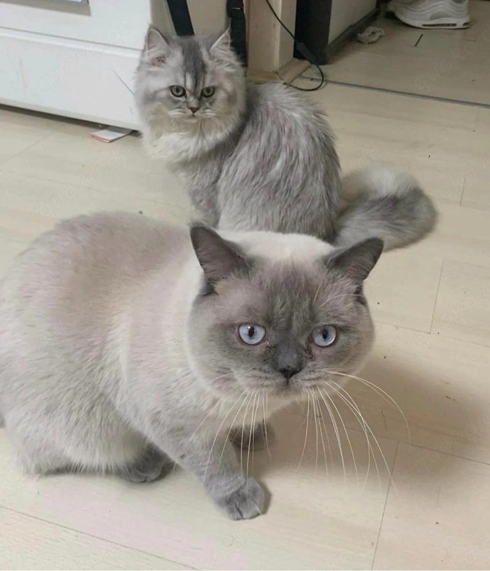 Wunderschöne Katzen (BKH & BLH) reinrassig, liebevoll, suchen neues Zuhause