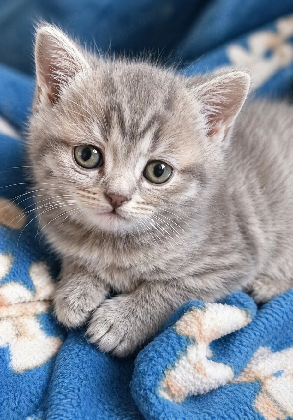 BKH reinrassig  Kitten Junge abholbereit grau blau 