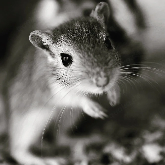 Junge Rennmäuse abzugeben, Rennmaus, Mongolische Rennmäuse