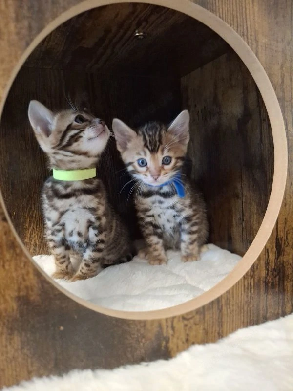 3 Wunderschöne Reinrassige Bengalkitten