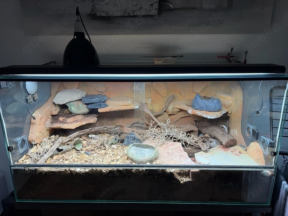 Terrarium 120x60x60 mit 3 Black night Leos abzugeben