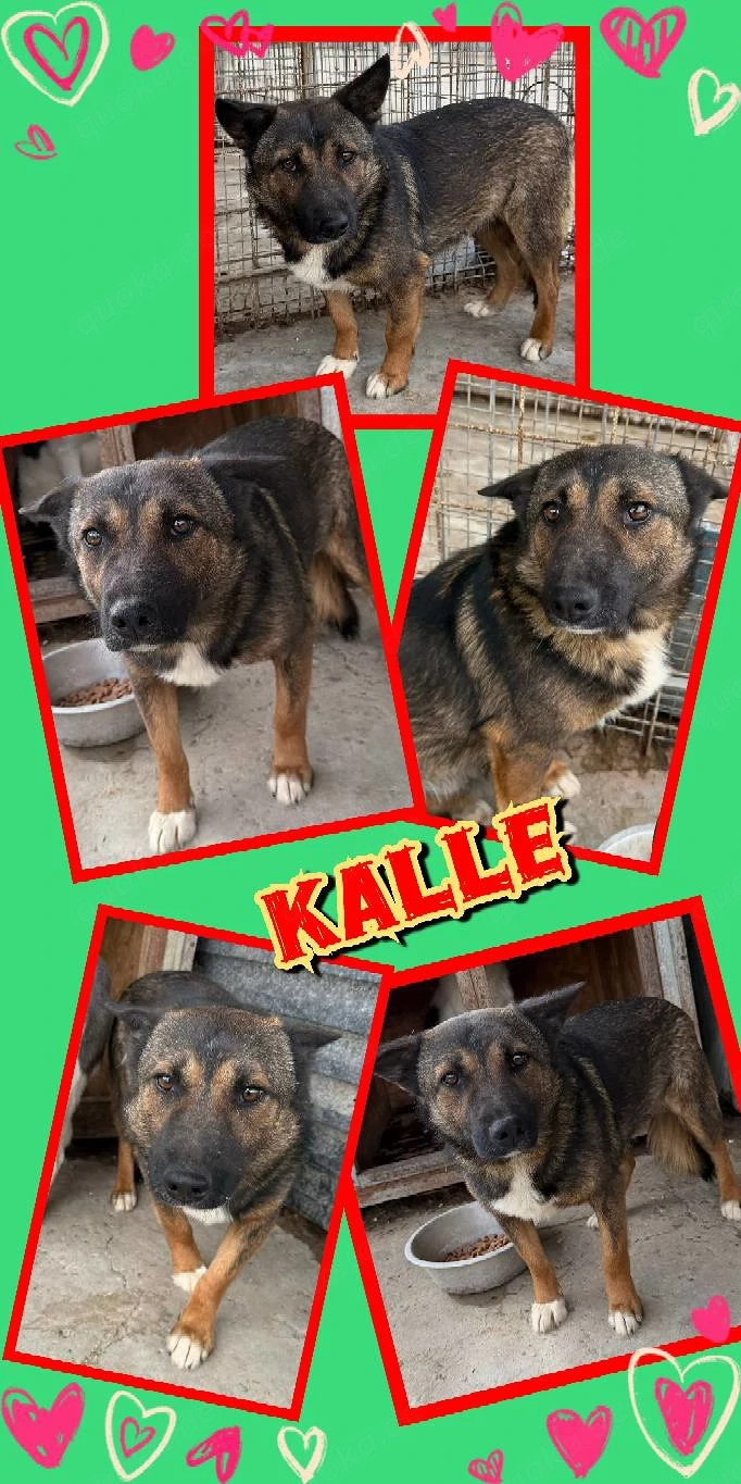 lieber, wunderschöner, sanfter Rüde "Kalle" sucht ein liebevolles Zuhause