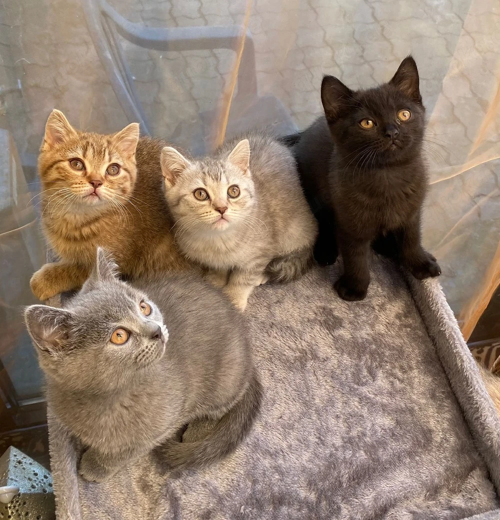 Abholbereite Britisch Kurzhaar kitten  