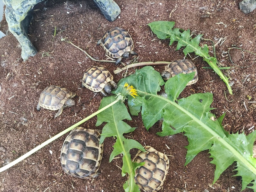 Testudo Graeca 
