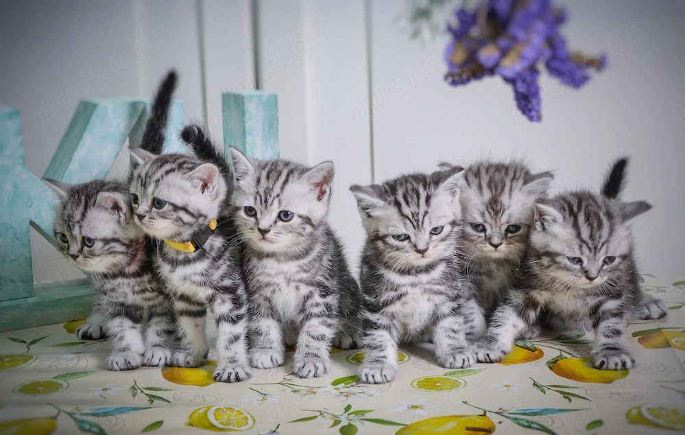 Noch 1 BKH-Junge im Whiskas-Look (Black-Silver-Tabby-Classic) abzugeben