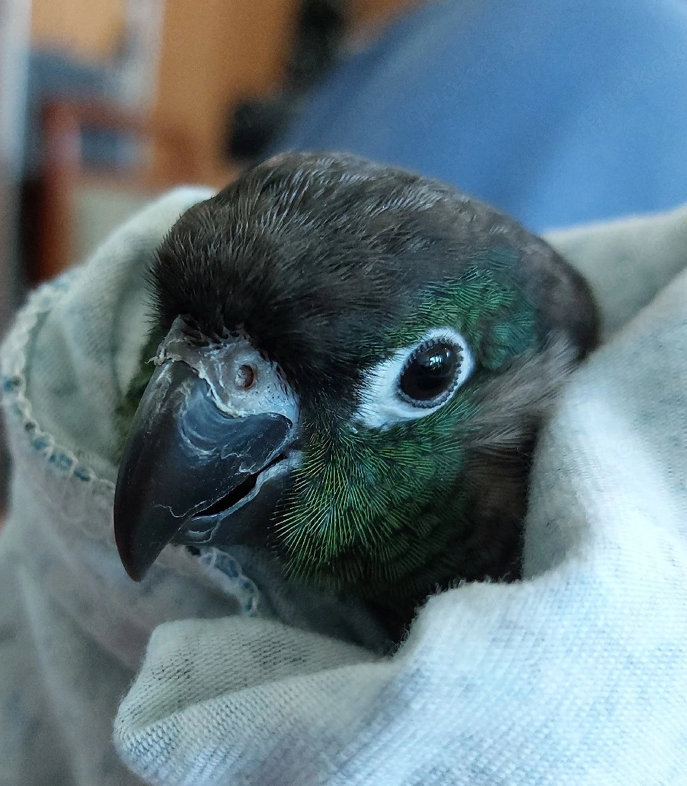 Wellensittiche zahm 8 Monate alt Molinasittich