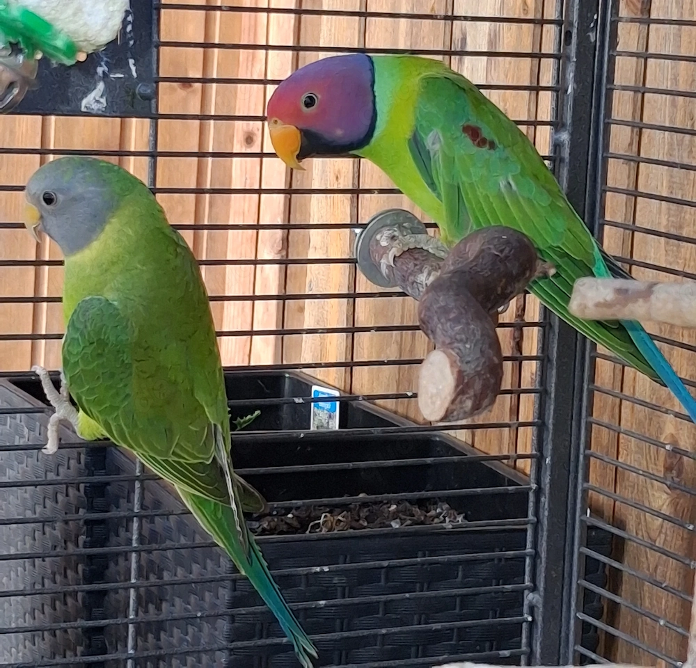 Pflaumenkopfsittich Pärchen 