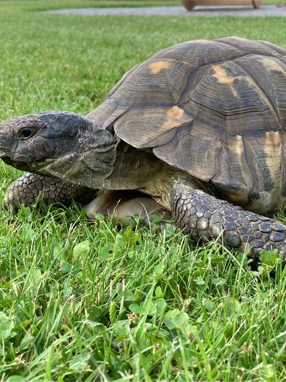Schildkröte Breitrand