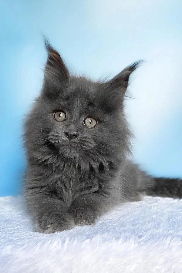 Süßer Maine Coon Kater (5 Monate) sucht liebevolles neues Zuhause wunderschönes graues Fell